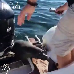 Seal Jumps Inside Boat To Escape Orca (2)