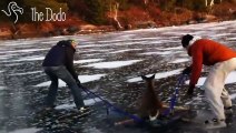 She Was Trapped On Ice Until They Pulled Her To Safety