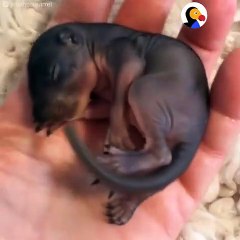 Squirrel Sisters Fall From Their Nest And Grow Up In A House