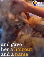 Stray Dog Gets The Best Haircut   The Dodo