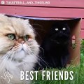 These Two Cats Are Best Friends