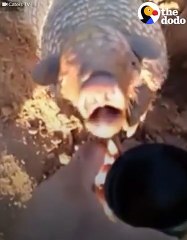 Thirsty Armadillo Gets a Drink   The Dodo