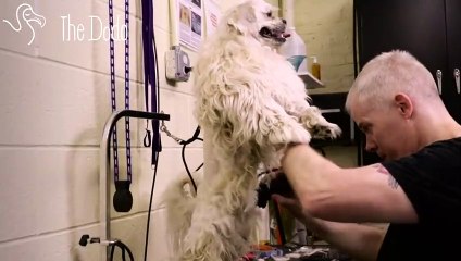 This Haircut Helped Him Get Adopted