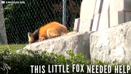 Trapped Baby Fox Finds People To Help Him