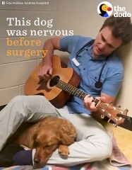 Vet Sings To Puppy to Comfort Dog   The Dodo