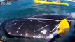 Whale Gets Tangled In Rope And Asks People For Help