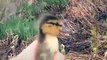 Worried Mother Duck Quacks Until Her Baby Finds His Way Back To Her