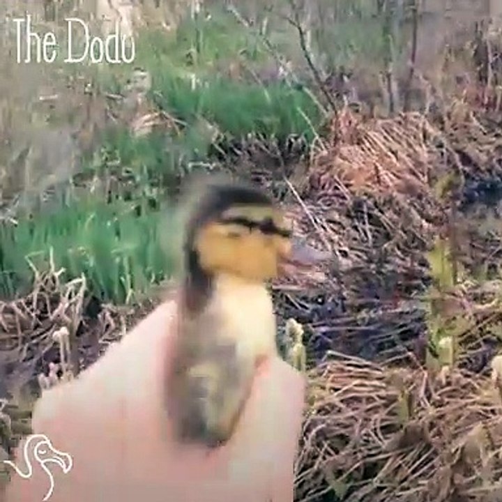 Worried Mother Duck Quacks Until Her Baby Finds His Way Back To Her