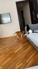 Disabled Cat Still Plays Hard