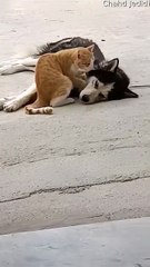 Kitty fait des biscuits à son meilleur ami