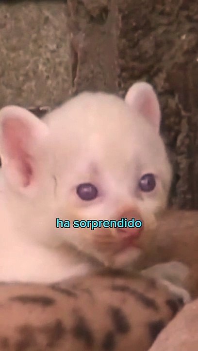 Nace un ejemplar de Puma Albino en Nicaragua