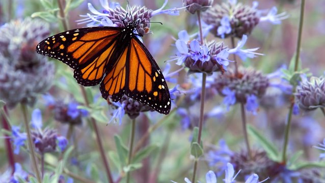 5 Ways You Can Help Monarch Butterflies This Migration Season