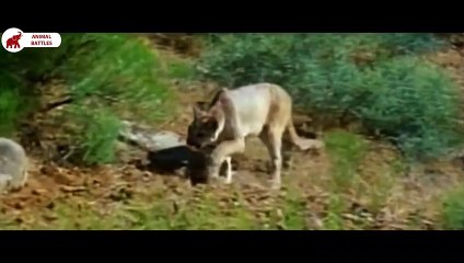 5 Combats Du Blaireau Américain   Combats d’Animaux