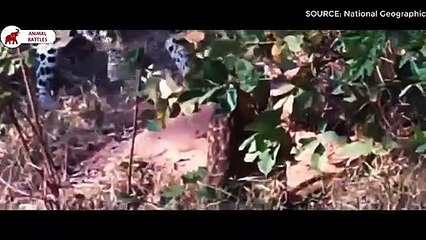 5 Combats Entre Léopard Et Python   Combats d’Animaux