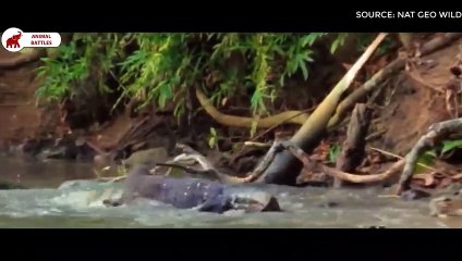 5 Combats Du Lézard   Combats d’Animaux