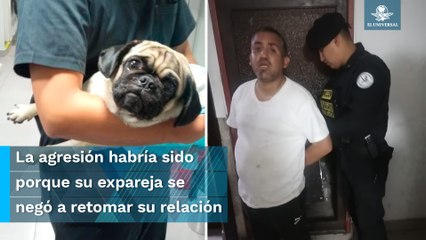 Hombre que apuñaló a su perrita es condenado a un año y medio de prisión en Perú