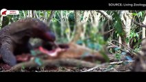 5 scènes de dragon de Komodo mangeant une proie   Combats d’Animaux
