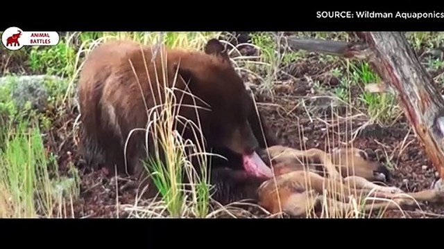 6 Meilleurs Combats De L'ours Combats d’Animaux