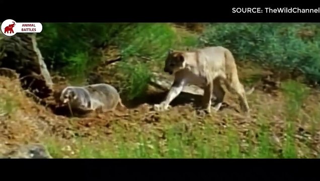 6 combats entre Blaireau et Gros Chats Combats d’Animaux