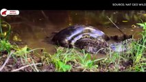 6 Scènes De Pythons Avalant Des Crocodiles   Combats d’Animaux