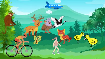 Video animasi - hutan - hewan hewan