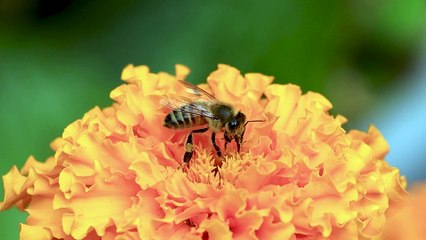 Wasp Feeds on Garden Flower