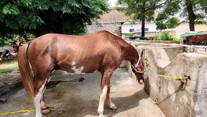 Restoring a Horse's Hoof