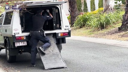 Alleged human trafficking in Canberra | The Canberra Times | September 2023