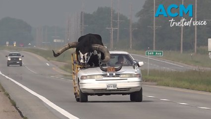 Bull riding shotgun pulled over by police in Nebraska
