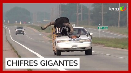 Motorista é flagrado carregando touro no banco de passageiro nos Estados Unidos
