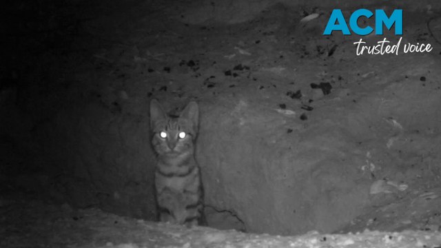 WA's bilby population under threat from feral cats
