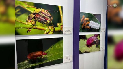 Una mirada cercana a los artrópodos con la exposición “Naturaleza en close up"