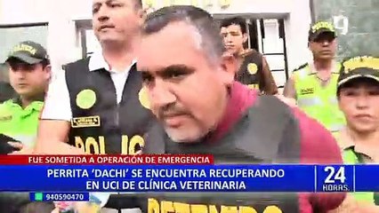 Trasladan al agresor de perrita Dachi a la cárcel y el estado de la mascota sigue siendo crítico