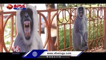 Delhi Gets Cutouts Of Langurs To Ease Menace During G20 | V6 Teenmaar