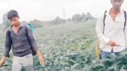 आगर: त्यौहार पर कृषि मंडी में धान की आवक में रही मंदी, उमस से बढ़ी परेशानी