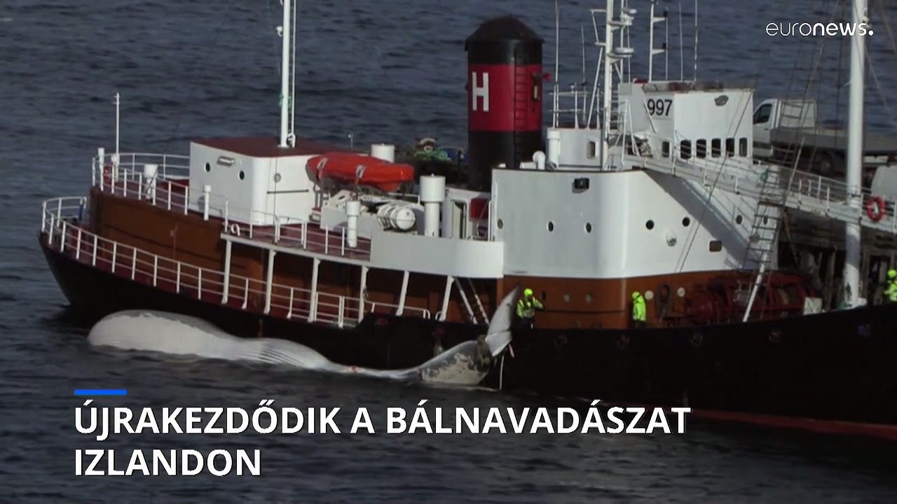 Újra lehet bálnára vadászni Izlandon