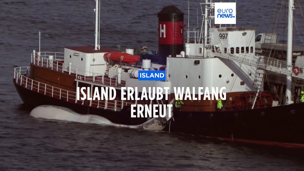 Island lässt Walfang unter strengen Auflagen wieder zu