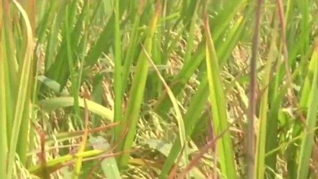 నెల్లూరు: జిల్లాలో వర్ష బీభత్సం... నేలరాలిన..