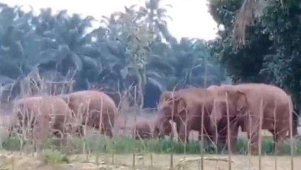 మన్యం జిల్లా: ఈ ఏనుగుల బెదడ తీరేదెప్పుడో..?