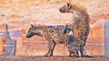 HYENA PASSES OUT AFTER HAPPY ENDING
