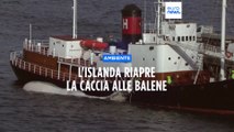 Islanda, regole più severe ma la caccia alle balene riapre