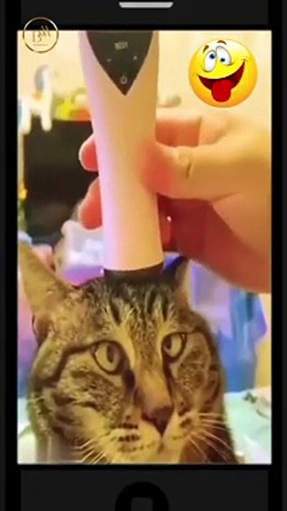Funny pets 14  short