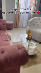 "Cómo no amarla": Perrita juega a las escondidas con sus dueños y enternece las redes