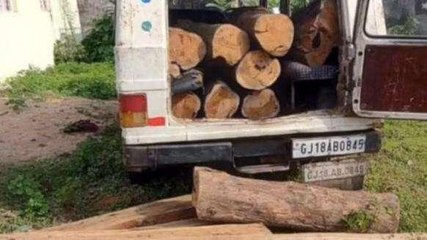 अलीराजपुर: वन विभाग की कार्रवाई से माफियाओं में हड़कंप,जप्त की सागौन