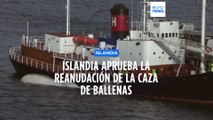 Islandia decide reanudar la caza de ballenas, aunque con condiciones más estrictas