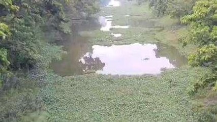 पश्चिमी चंपारण: महिला को खींचकर ले जा रहा था मगरमच्छ, फिर गांव वालों ने जो किया...