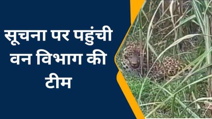 बलरामपुर: इस क्षेत्र में दिखा आदमखोर तेंदुआ,ग्रामीण घरों में दुबके