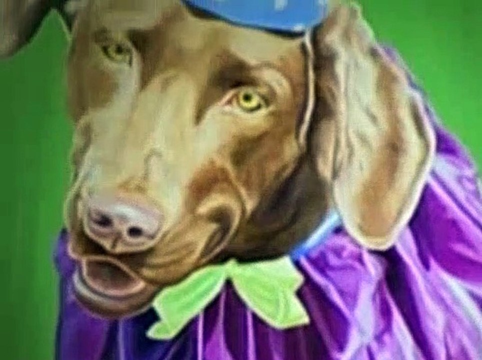 The Dog Whisperer Season 1 Episode 4 Josh And Boomer video Dailymotion