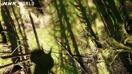 Tyrannosaurus vs Triceratops - DINOSAURS