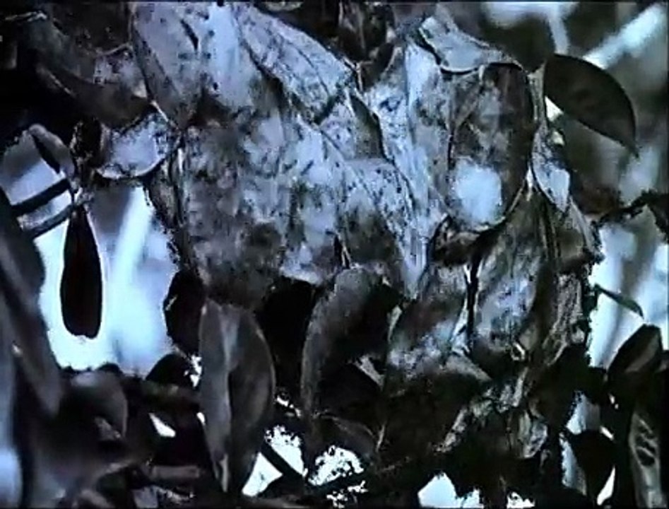 Panic sur Florida Beach Bandeannonce (FR) Vidéo Dailymotion